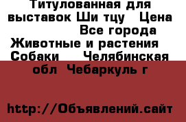 Титулованная для выставок Ши-тцу › Цена ­ 100 000 - Все города Животные и растения » Собаки   . Челябинская обл.,Чебаркуль г.
